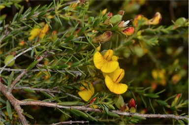 APII jpeg image of Eutaxia microphylla  © contact APII