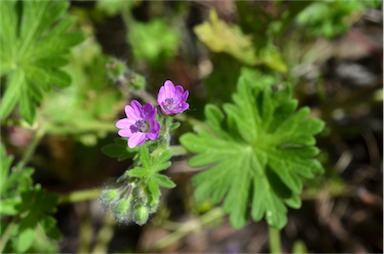 APII jpeg image of Geranium molle  © contact APII