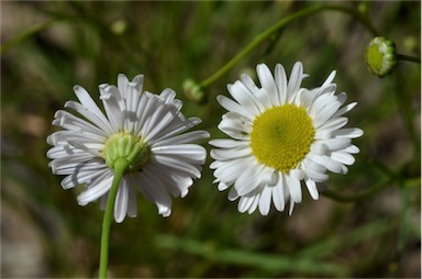 APII jpeg image of Brachyscome paludicola  © contact APII