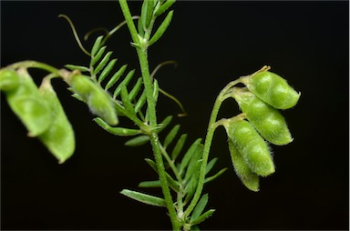 APII jpeg image of Vicia hirsuta  © contact APII