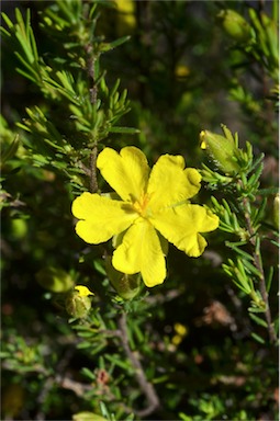 APII jpeg image of Hibbertia riparia  © contact APII