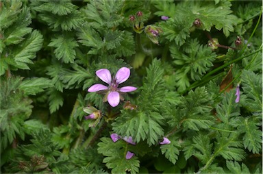 APII jpeg image of Erodium cicutarium  © contact APII