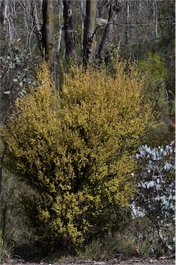 APII jpeg image of Acacia siculiformis  © contact APII