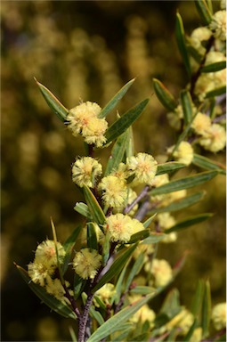 APII jpeg image of Acacia siculiformis  © contact APII