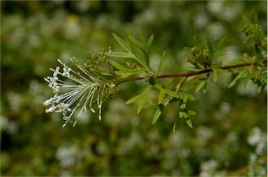 APII jpeg image of Grevillea 'White Wings'  © contact APII