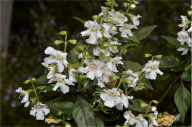 APII jpeg image of Prostanthera petraea  © contact APII