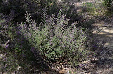 APII jpeg image of Prostanthera stricta  © contact APII