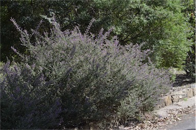 APII jpeg image of Prostanthera stricta  © contact APII