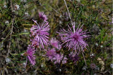 APII jpeg image of Isopogon formosus subsp. formosus  © contact APII