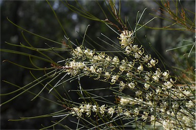 APII jpeg image of Hakea adnata  © contact APII