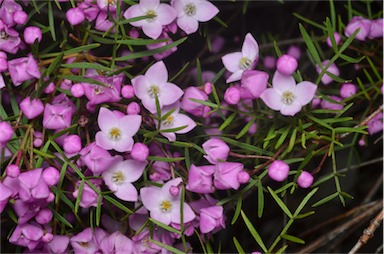 APII jpeg image of Boronia pinnata  © contact APII