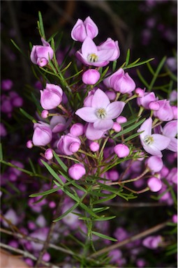 APII jpeg image of Boronia pinnata  © contact APII