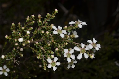 APII jpeg image of Leptospermum parvifolium  © contact APII