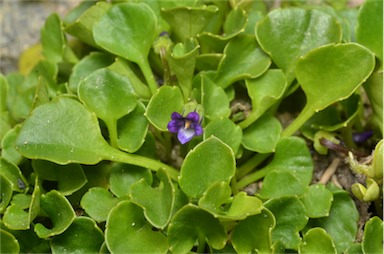 APII jpeg image of Viola fuscoviolacea  © contact APII
