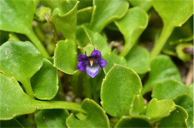 APII jpeg image of Viola fuscoviolacea  © contact APII