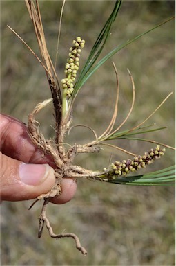 APII jpeg image of Lomandra glauca  © contact APII