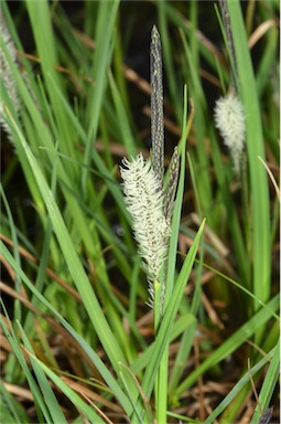 APII jpeg image of Carex gaudichaudiana  © contact APII