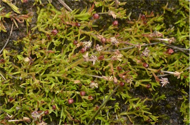 APII jpeg image of Myriophyllum pedunculatum subsp. pedunculatum  © contact APII