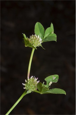 APII jpeg image of Trifolium glomeratum  © contact APII