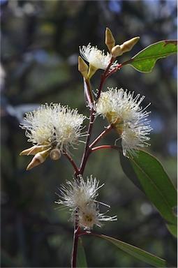 APII jpeg image of Eucalyptus dealbata  © contact APII