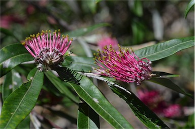 APII jpeg image of Grevillea 'Coastal Glow'  © contact APII