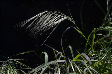 APII jpeg image of Bromus diandrus  © contact APII