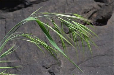 APII jpeg image of Bromus diandrus  © contact APII