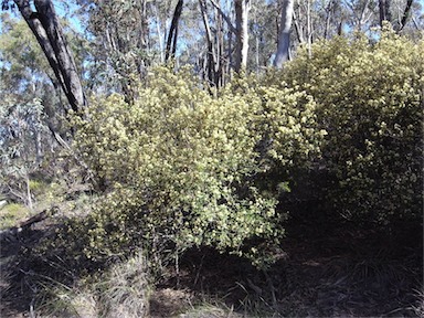 APII jpeg image of Pomaderris andromedifolia subsp. confusa  © contact APII