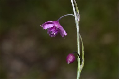 APII jpeg image of Arthropodium minus  © contact APII