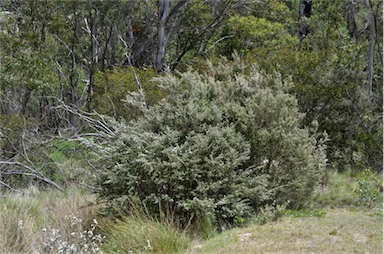 APII jpeg image of Leptospermum lanigerum  © contact APII