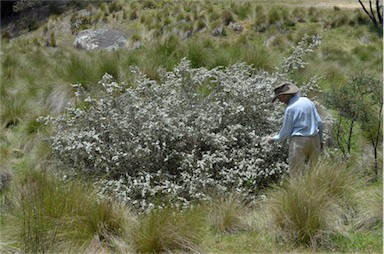 APII jpeg image of Leptospermum lanigerum  © contact APII