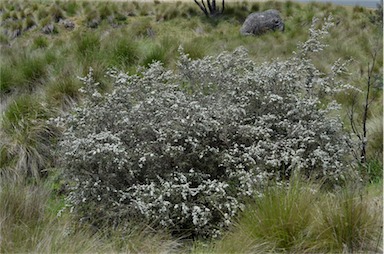 APII jpeg image of Leptospermum lanigerum  © contact APII