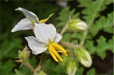 APII jpeg image of Solanum sisymbriifolium  © contact APII