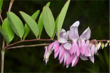 APII jpeg image of Indigofera decora  © contact APII