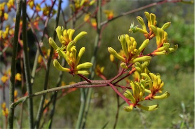 APII jpeg image of Anigozanthos 'Bush Bonanza'  © contact APII