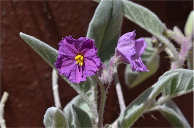 APII jpeg image of Solanum lithophilum  © contact APII