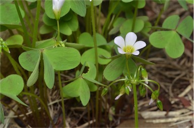 APII jpeg image of Oxalis latifolia  © contact APII