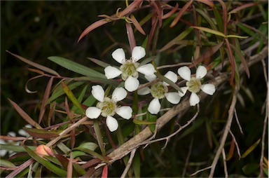 APII jpeg image of Leptospermum madidum  © contact APII