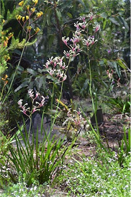 APII jpeg image of Anigozanthos 'Turners Pink'  © contact APII