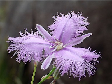 APII jpeg image of Thysanotus tuberosus  © contact APII