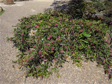 APII jpeg image of Grevillea 'Bush Carpet'  © contact APII