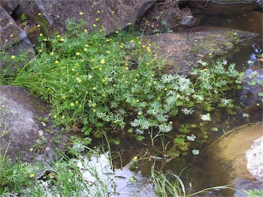 APII jpeg image of Ranunculus inundatus  © contact APII