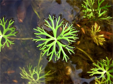 APII jpeg image of Ranunculus inundatus  © contact APII