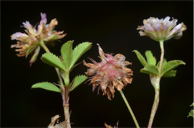 APII jpeg image of Trifolium resupinatum var. resupinatum  © contact APII