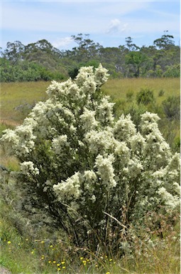 APII jpeg image of Bursaria spinosa  © contact APII