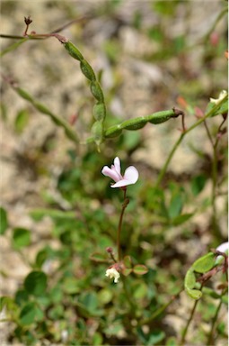 APII jpeg image of Desmodium varians  © contact APII