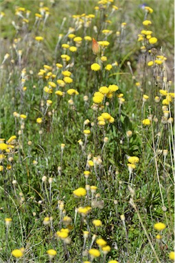 APII jpeg image of Leptorhynchos squamatus subsp. alpinus  © contact APII