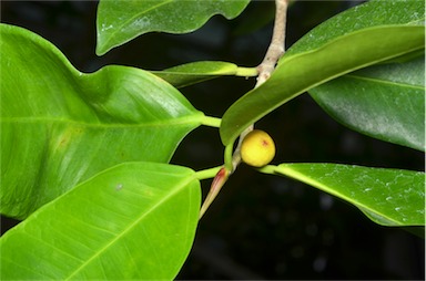 APII jpeg image of Ficus microcarpa var. hillii  © contact APII