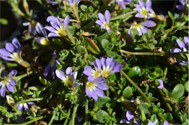 APII jpeg image of Scaevola 'Flat Mat'  © contact APII