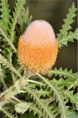 APII jpeg image of Banksia victoriae  © contact APII